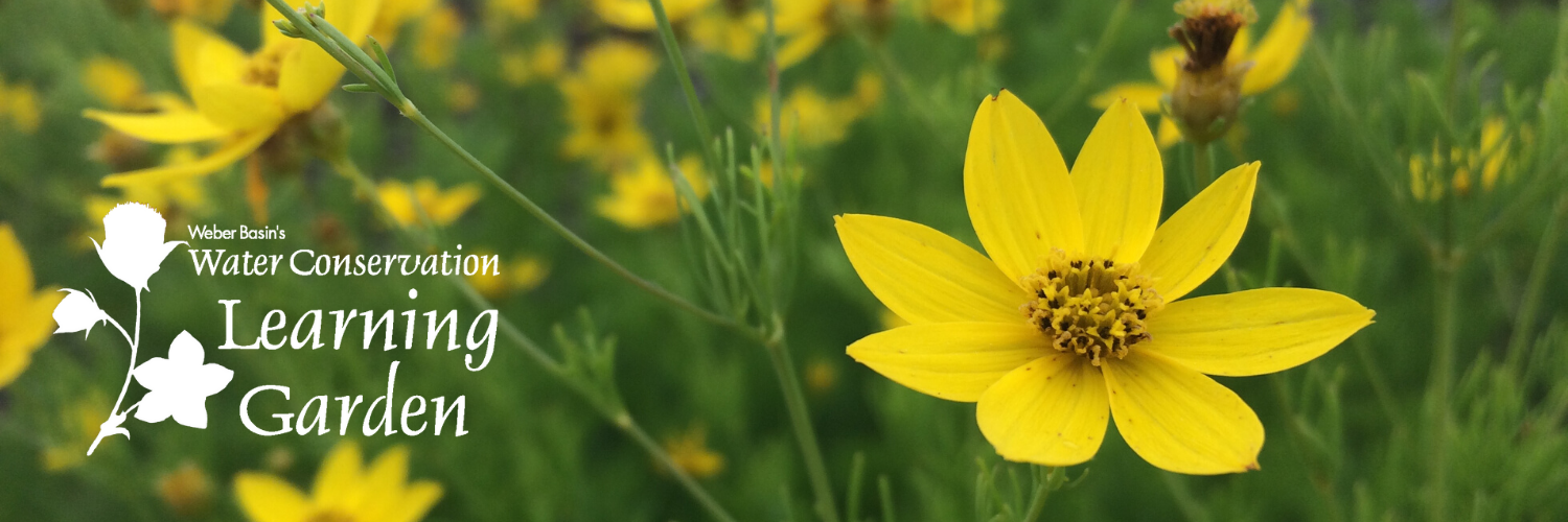 Image of Garden Flowers