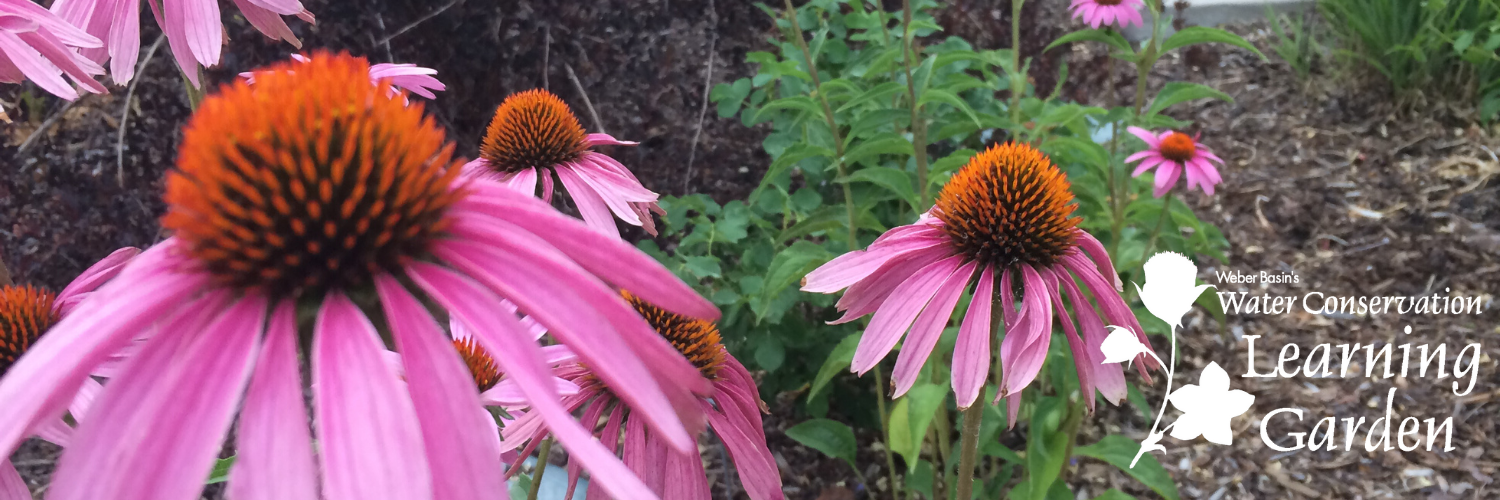 Image of Garden Flowers