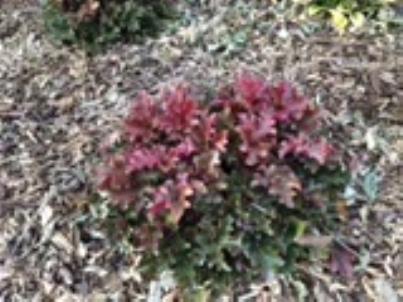 Autumn Glow Coral Bells