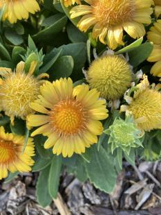 Apricot Blanket Flower