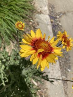 Amber Wheels Blanket Flower