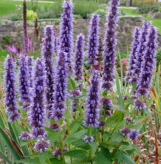 Anise Hyssop