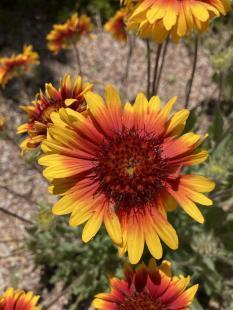 Arizona Sun Blanket Flower