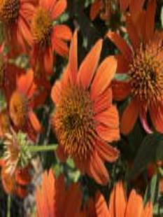 Adobe Sombrero Coneflower