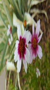  Li'l Bang Starlight Threadleaf Coreopsis