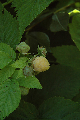 All Gold Yellow Raspberry 