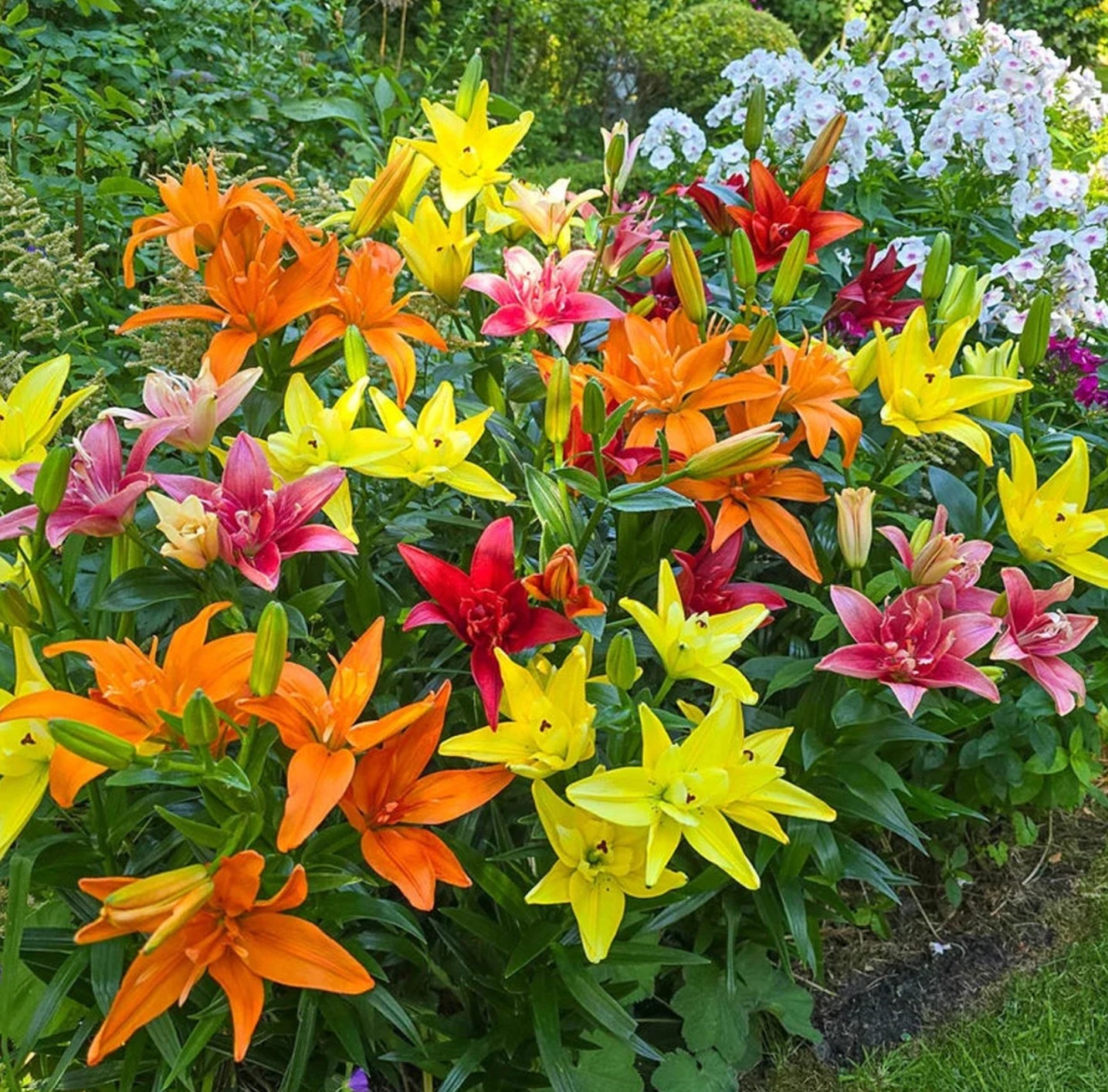 Asiatic Lily 