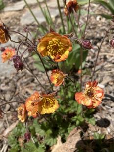 Alabama Slammer Geum