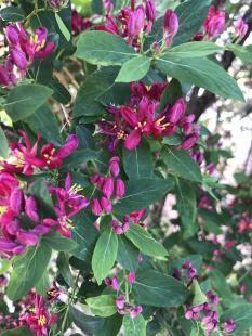 Arnold's Red Honeysuckle