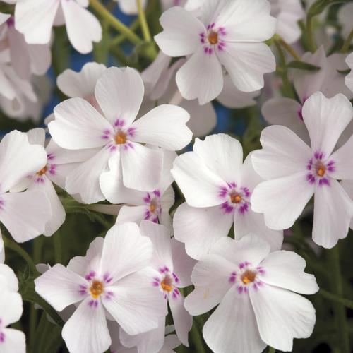 Amazing Grace Creeping Phlox