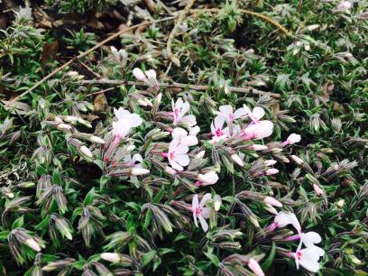 Apple Blossom Creeping Phlox