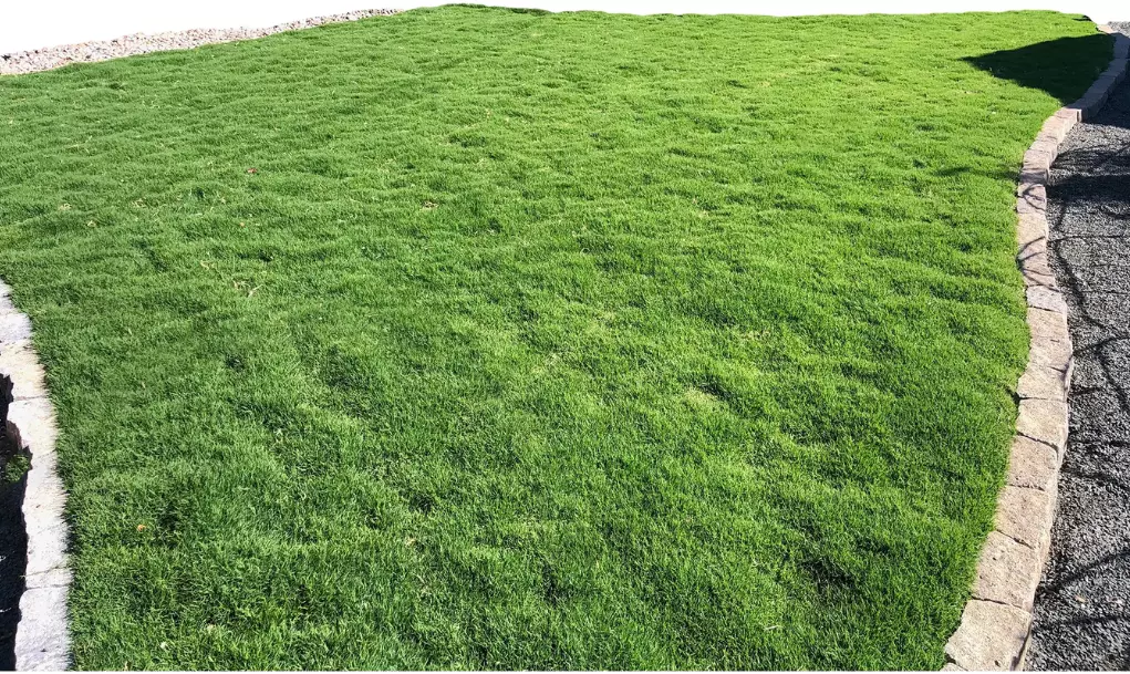 Tahoma 31 grass sample