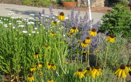 Image of Pretty Plants